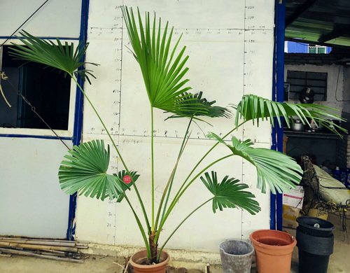 葵树蒲葵扇叶葵客厅庭院植物一物一拍多省包邮大型绿植