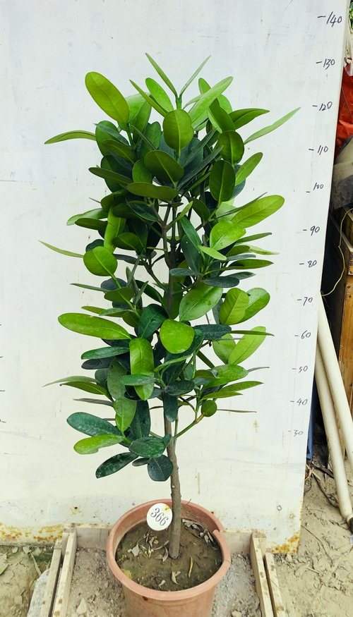 台湾福木福树一物一拍大型网红绿植室内外盆栽大型绿植