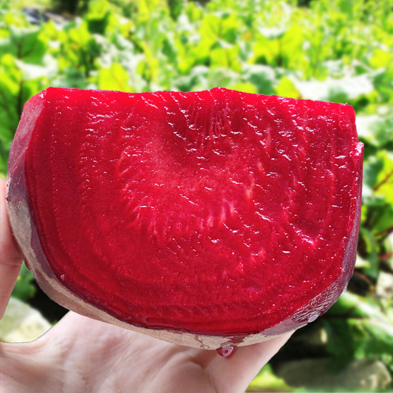 甜菜2021年红菜头多汁纯红有机农家精选头打现挖其它