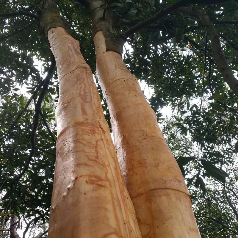 精品500克药用食用罗定榃滨肉桂50年树龄西江肉桂