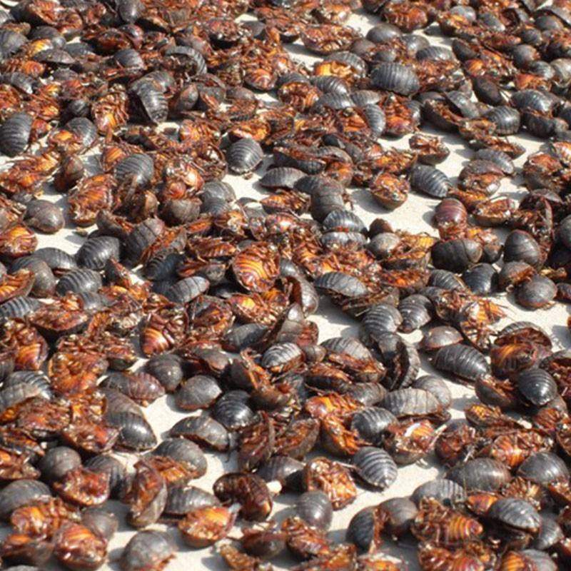 土元虫 2斤包邮 土鳖虫干 鳖子 土元 庶虫 中药材供应 500g克20元