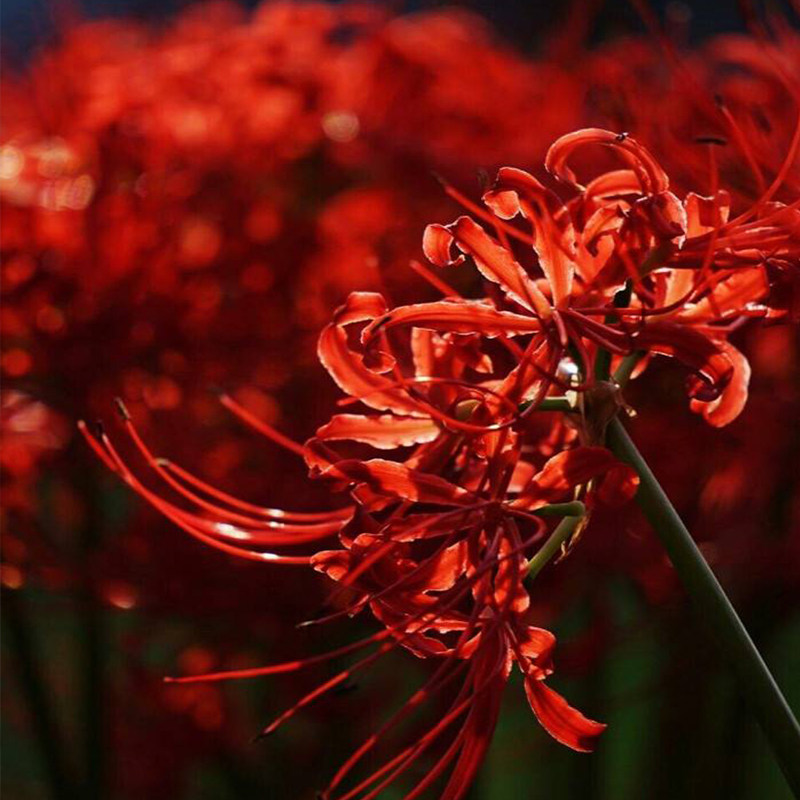 现货彼岸花花球血红色曼珠沙华石蒜种盆栽水培室内植物种球