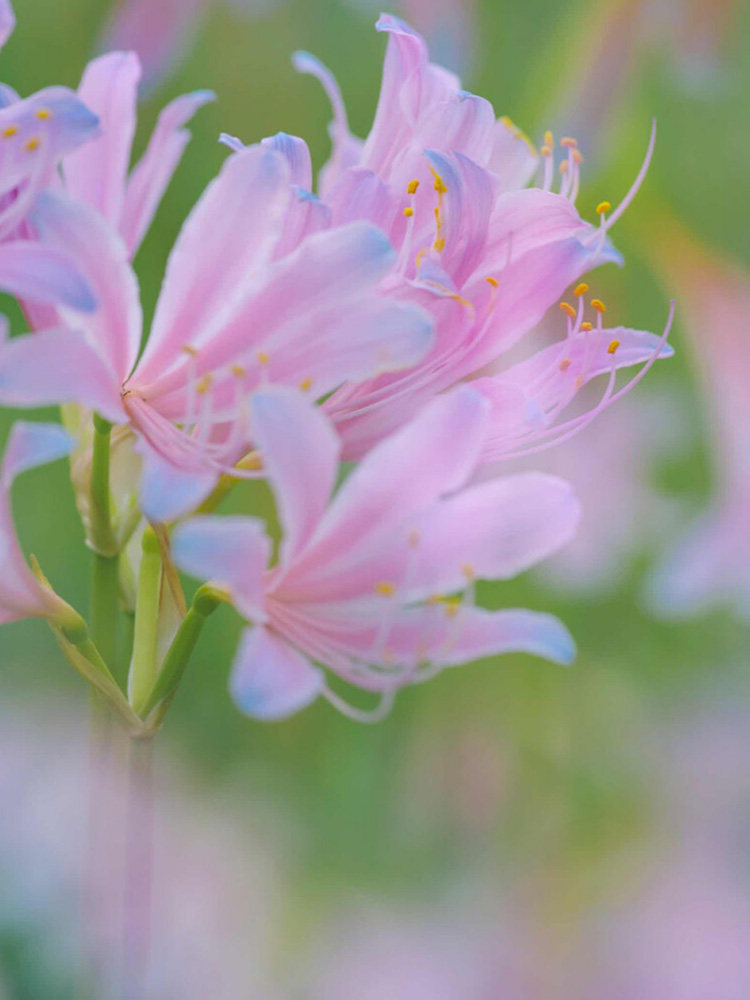 淡蓝蓝色彼岸花盆栽换锦球根石种子精选大种曼珠沙华花卉