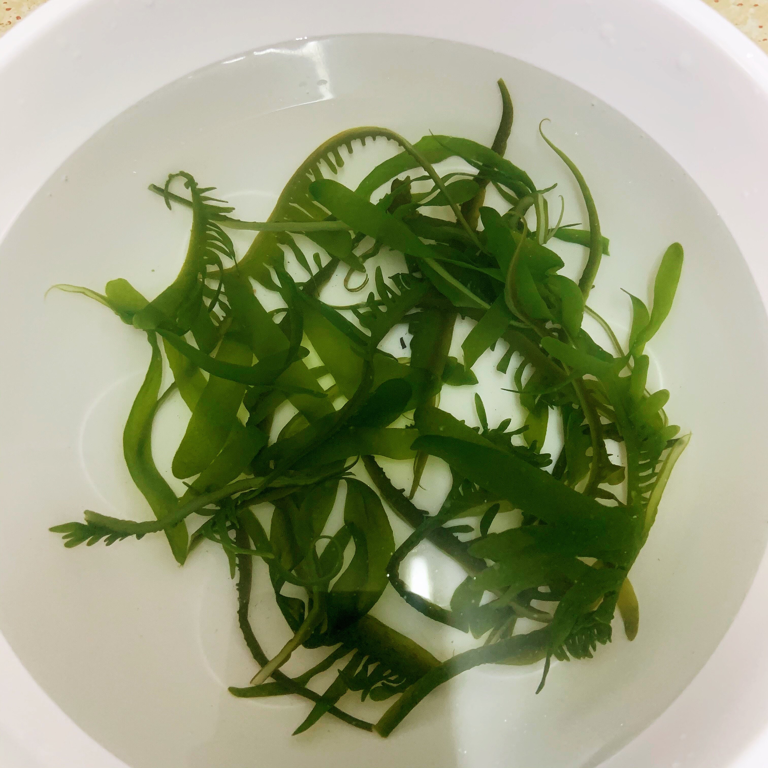 这种半干盐渍的海白菜,口感特别嫩,用来做汤或者凉拌都很棒