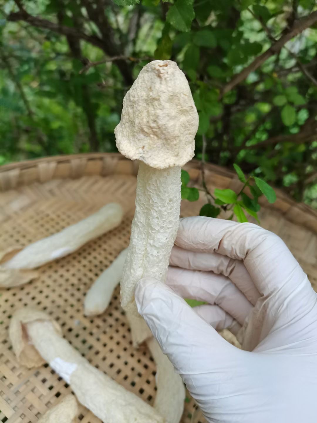 四川川青川竹干货特级野生竹笙新鲜干竹天然竹荪