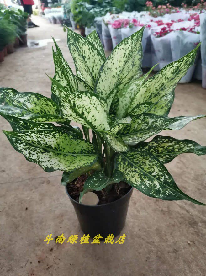 斗南绿植盆栽店玉如意办公室客厅书房卧室简单绿植