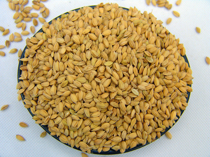 21年新白糯米稻谷东北五常农家稻子带壳黏米糯米