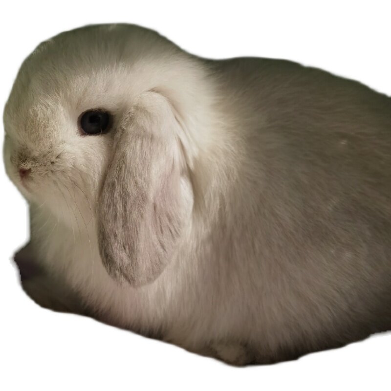 上海家养血统纯种霜白荷兰短毛垂耳垂耳兔兔宝宝兔