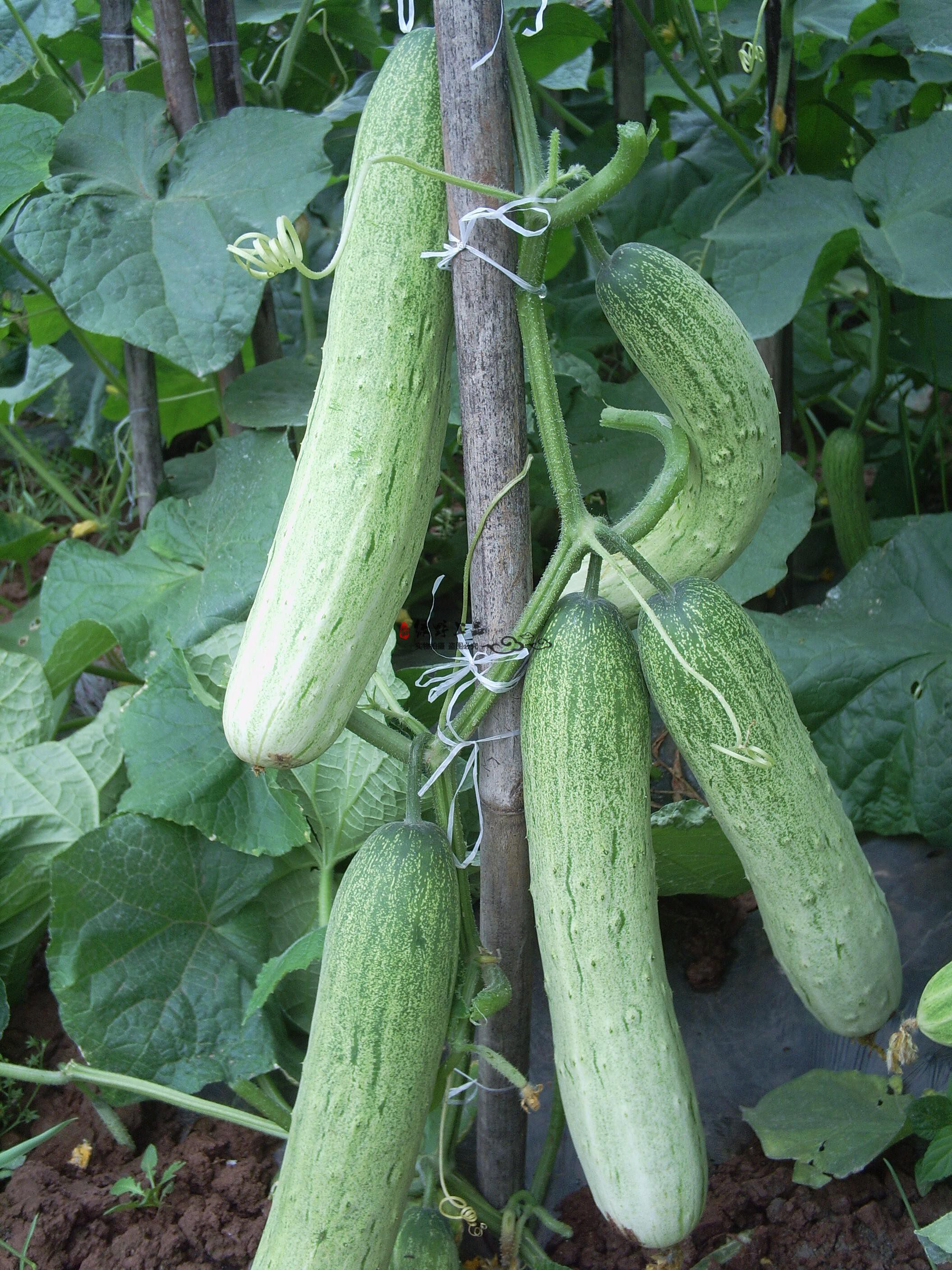 绿野上品|农科院种子 清白黄瓜 科光燕白类型 无苦味白绿黄瓜早熟