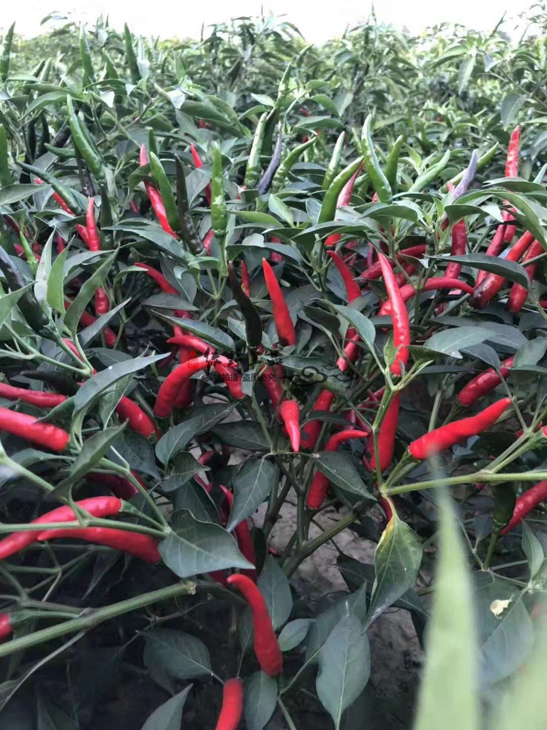 艳椒绿野上品农科辣椒种子单生朝天小米尖椒蔬菜种子