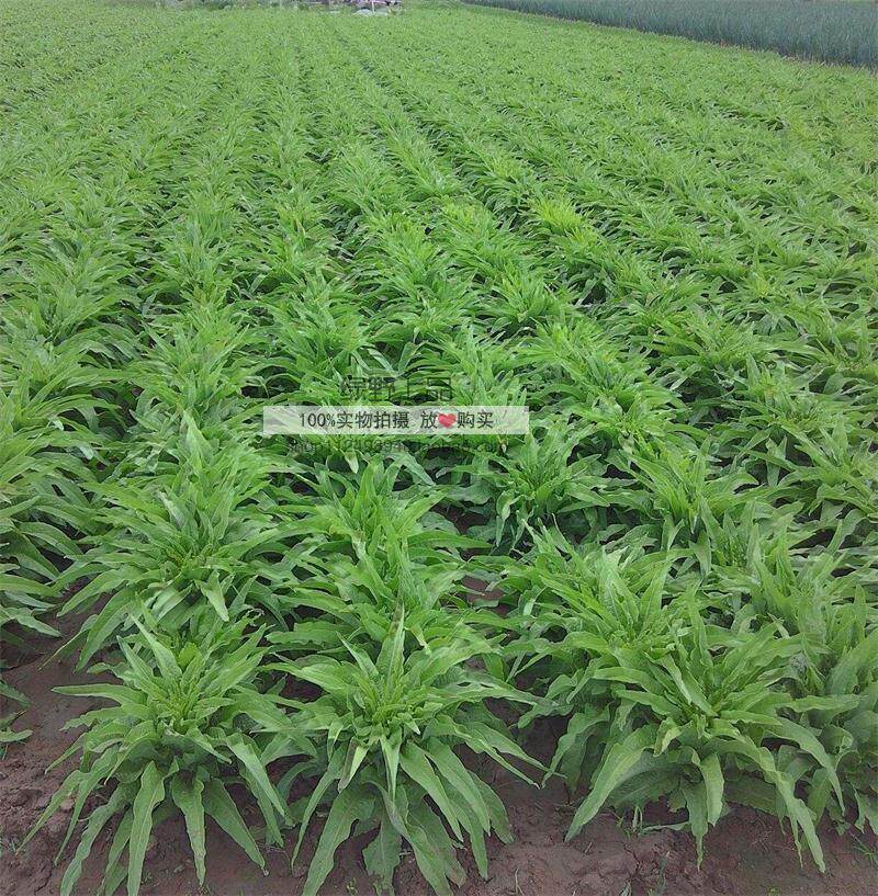 绿野上品|尖叶青皮青肉莴笋种子正青二号青尖叶莴笋 清香茎粗耐寒