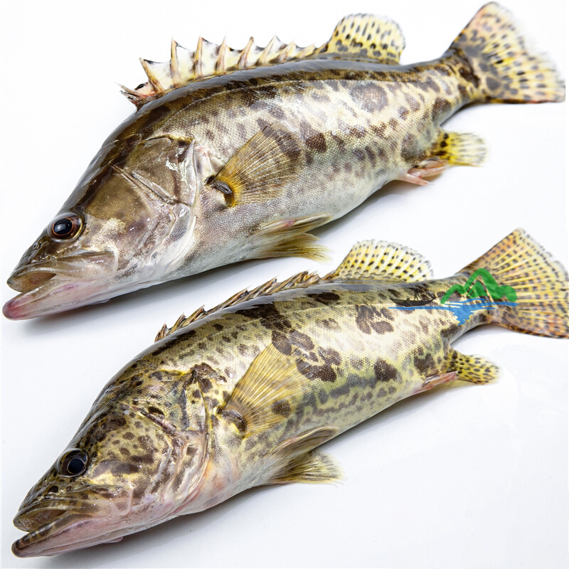 淡水鱼生态鳜鱼桂鱼新鲜桂花季花计划鱼鳌花鱼淡水鱼类