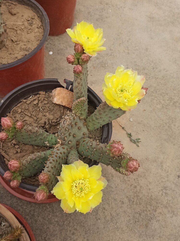 黄花海狸团扇小型群生仙人掌杂交美花耐寒抗旱绿植