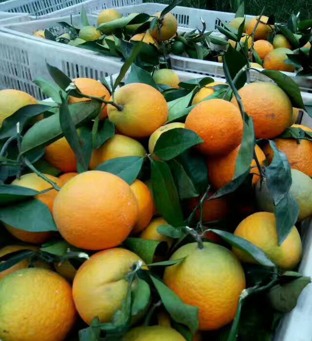 现摘夏橙脐橙新鲜橙子多汁当季孕妇宝宝水果农产品农家橙子榨汁橙
