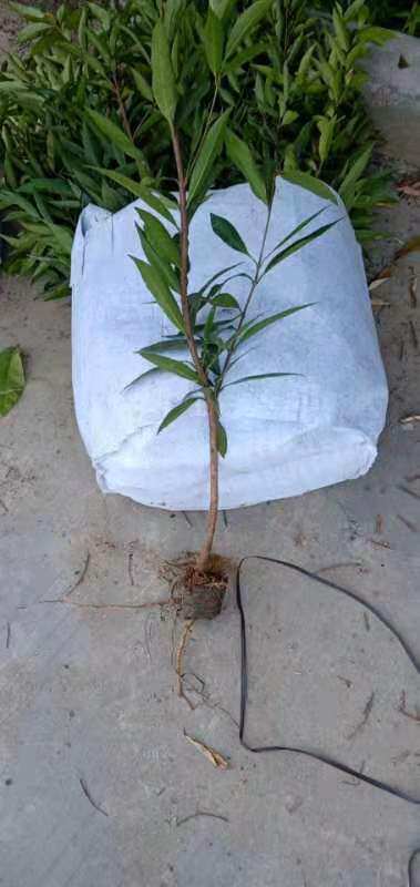 树苗山竹苗果盆栽地栽庭院当年结果果树