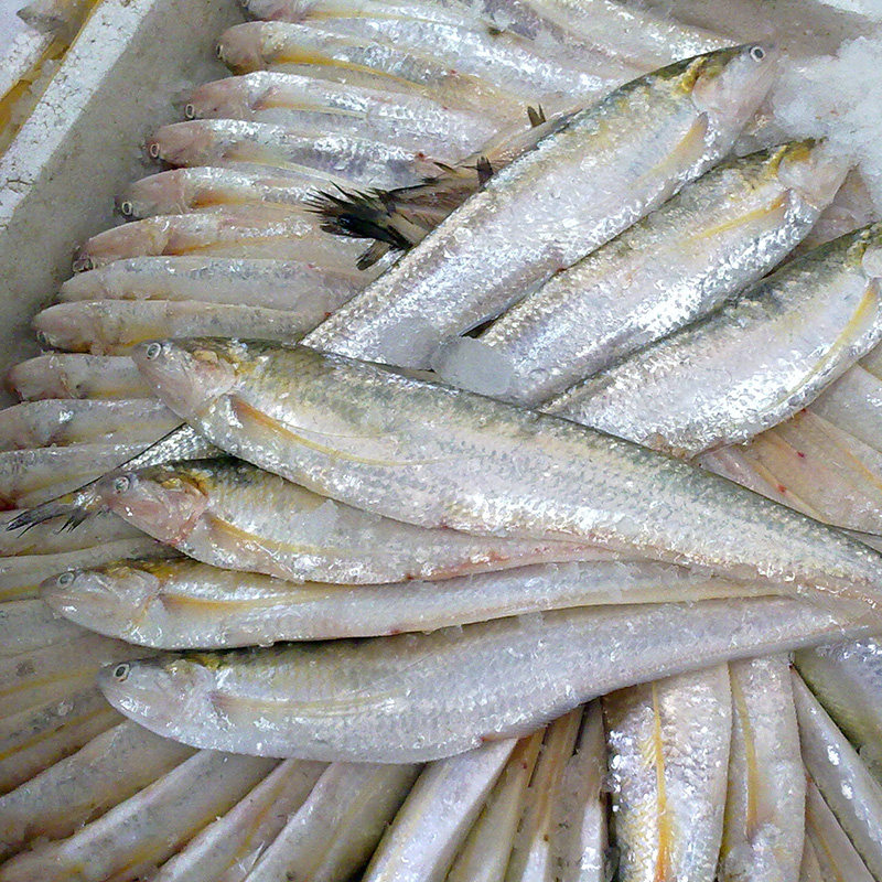 刀鱼2022年冰鲜海3两500g新鲜每天捕捞上海崇明带鱼