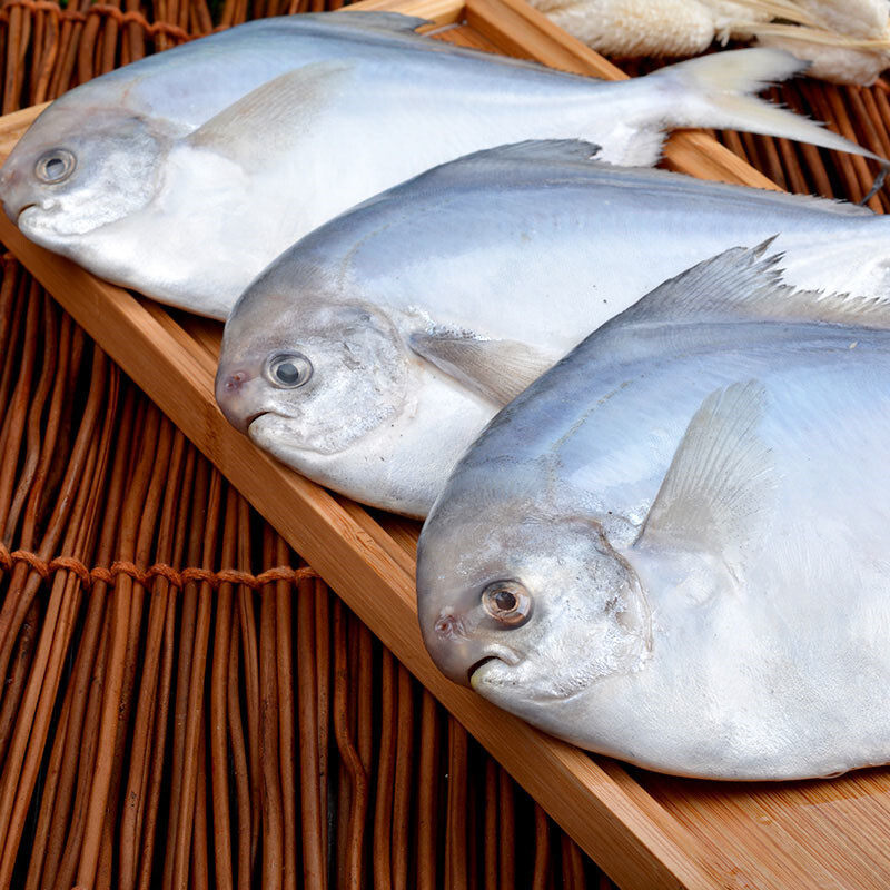 东海大白鲳鱼400500g新鲜冷冻舟山海鲜特产全国其它