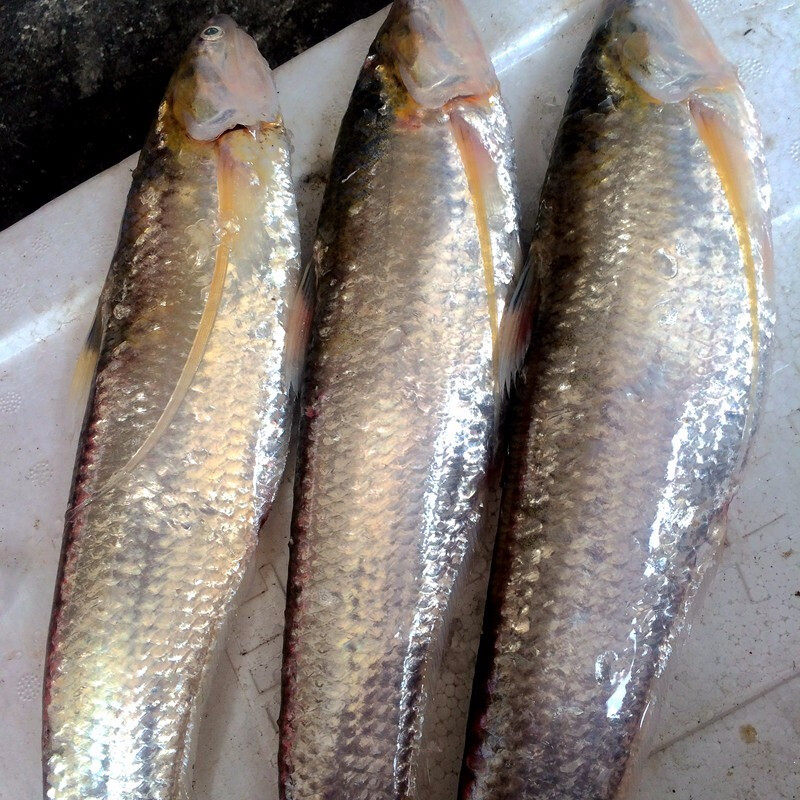 刀鱼2021年冷冻海1315两500g冷冻上海崇明凤尾鱼带鱼