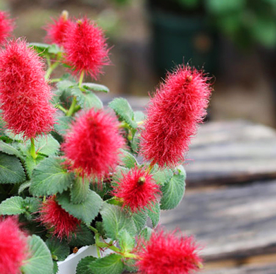 盆栽吊兰岁岁红大苗红樱垂吊甲醛防辐射绿植带花绿植