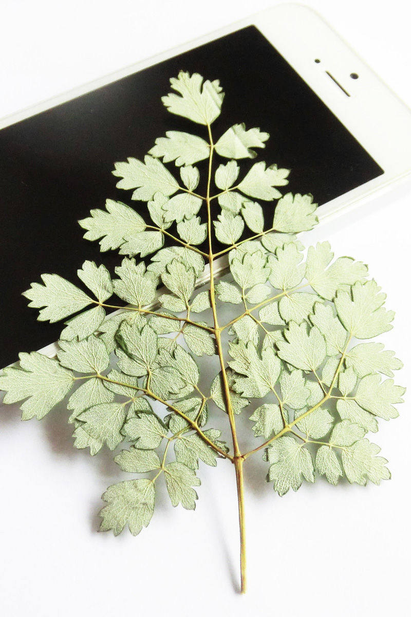 唐松三色天然押花干花树叶水杉枝叶金三色草青干花