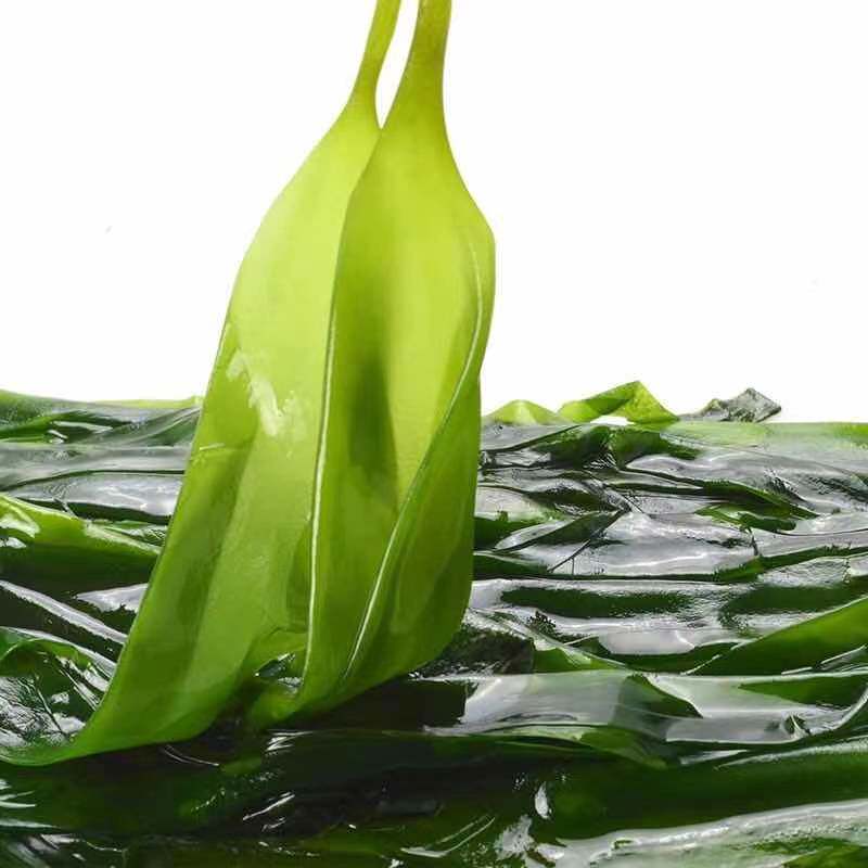 海带500g酒菜下酒凉拌袋装裙带新鲜特产霞浦海带