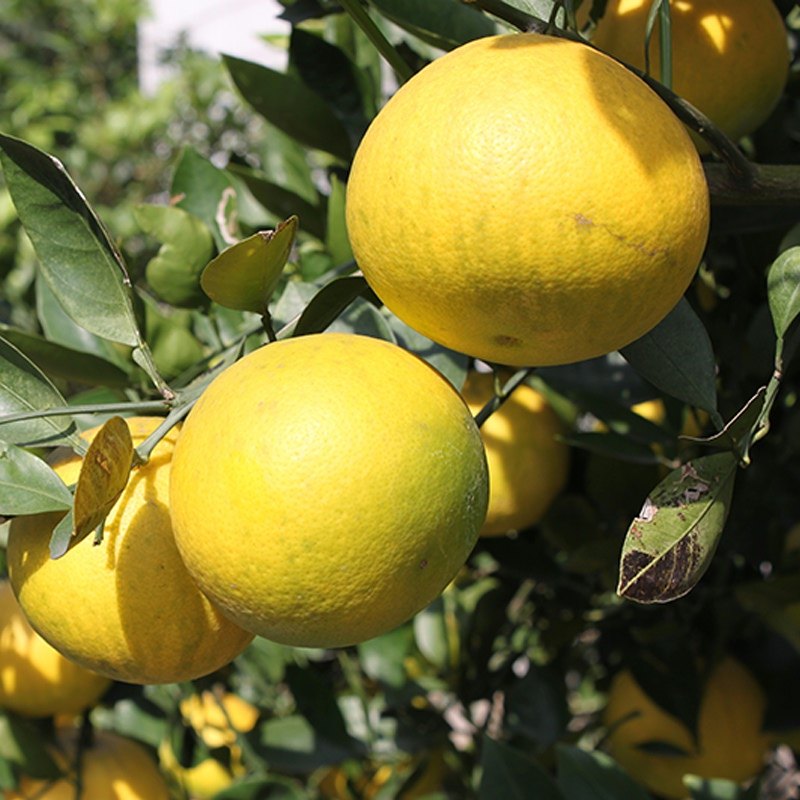 胡柚种植当年树苗果树柚子蜜柚甜柚栽种院地果树