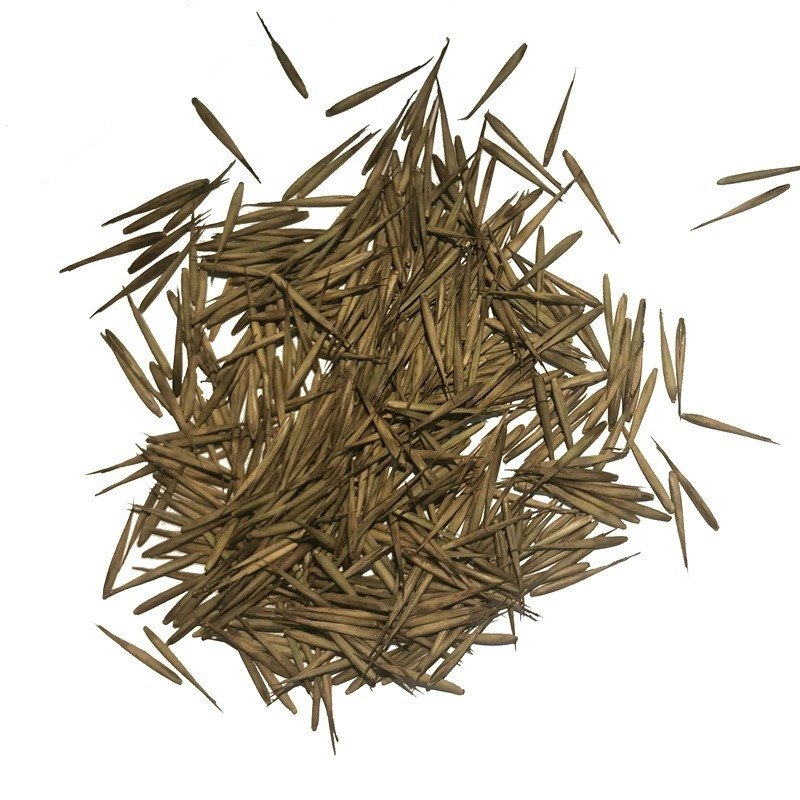 种子竹子紫竹楠竹小叶金镶玉竹毛竹树种紫色家庭园艺种子