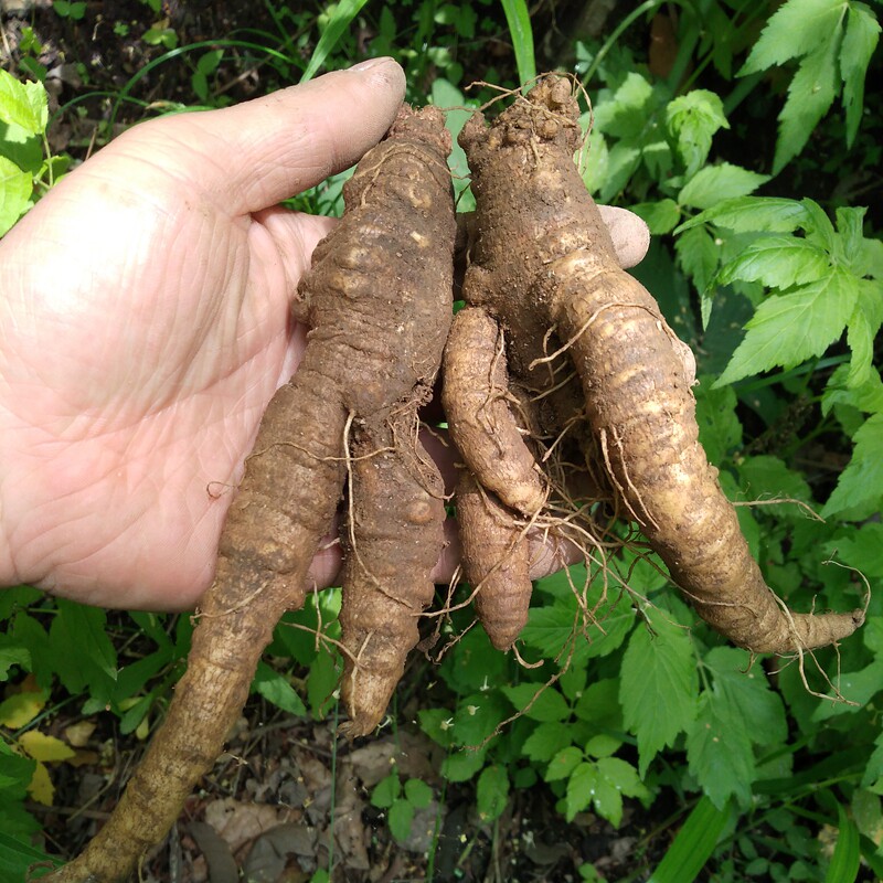 东北长白山特产新鲜北沙参轮叶党参山地瓜山胡萝卜野生北沙参