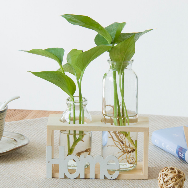 植物水培绿萝吊兰盆栽室内玻璃瓶水养绿植