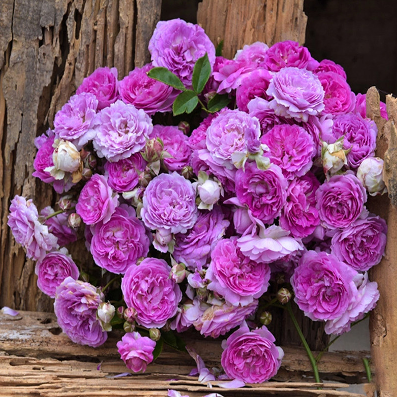 蓝色风暴紫蓝月季紫精灵蜻蜓浓香庭院植物四季时令草本花卉