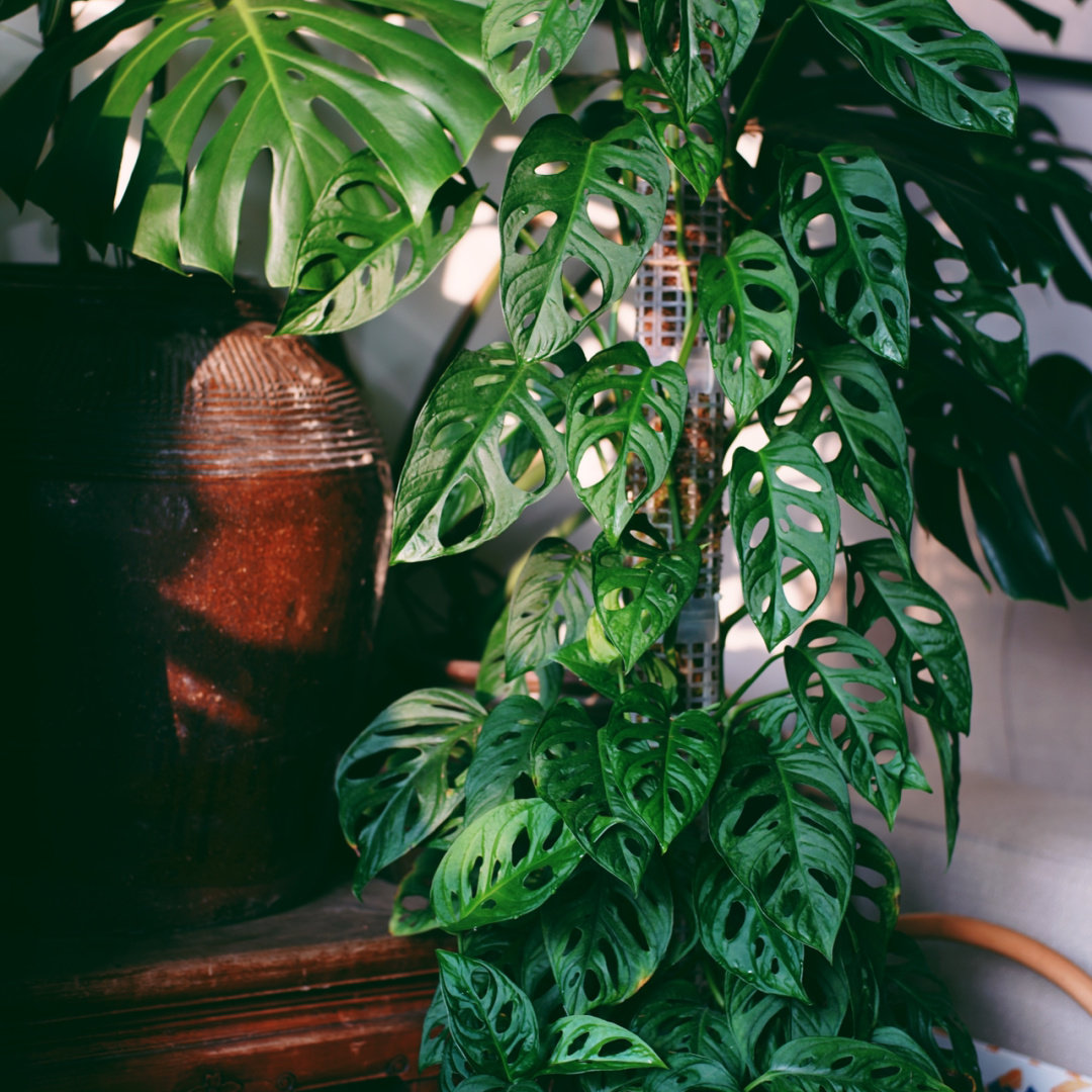 龟背仙洞多孔北欧ins盆栽甲醛净化空气植物夏日绿植