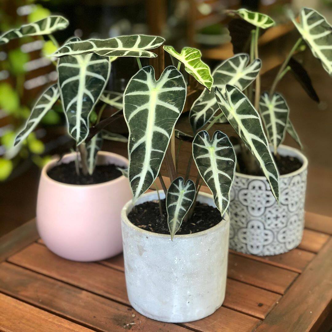 小仙女叶竹芋大仙仙女盆栽夏季室内客厅办公桌甲醛绿植