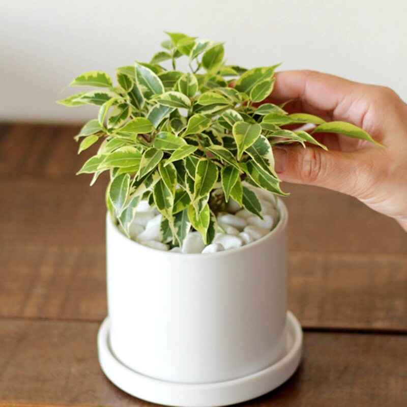 星光办公桌夏季耐热盆栽叶盆栽垂榕植观叶绿室内绿植