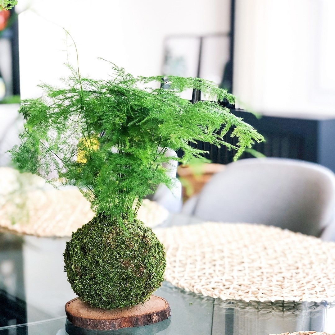 盆景文竹山水造型室内绿植禅意盆栽净化空气观赏绿植