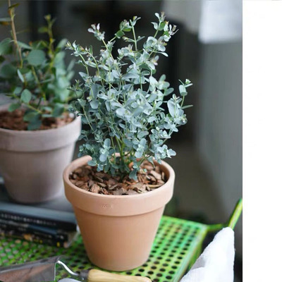 尤加利盆栽银水滴盆栽阳台室内办公室净化空气观叶网红绿植有香味