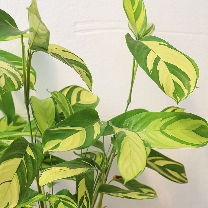 花苑竹芋金梦竹叶植物竹芋观双线彩虹盆栽玫瑰绿植室内绿植金梦竹芋