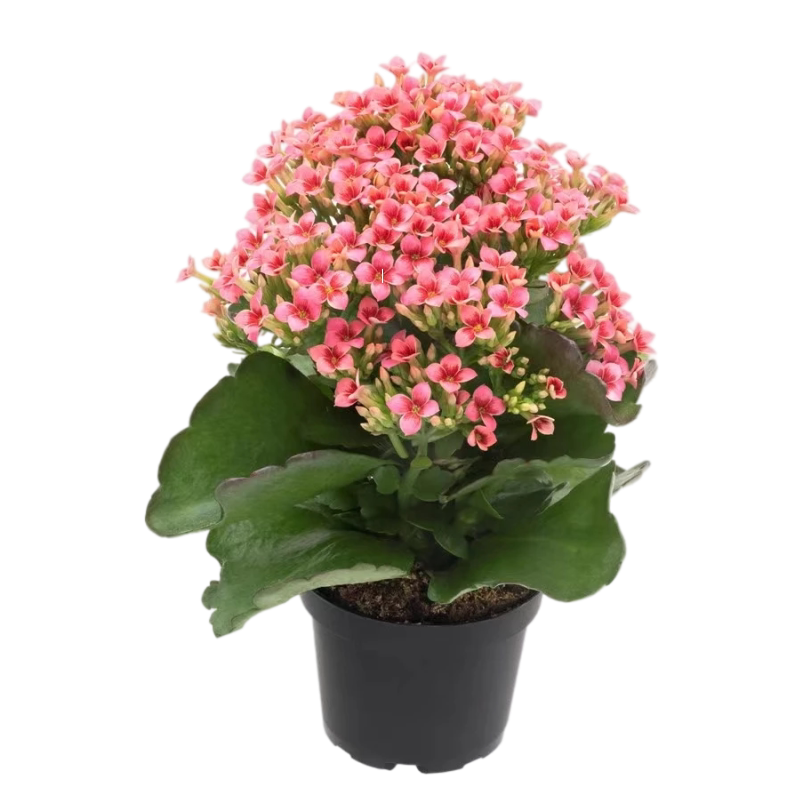 长寿花盆盆栽重瓣单瓣大花苞多肉植物室内阳台时令草本花卉