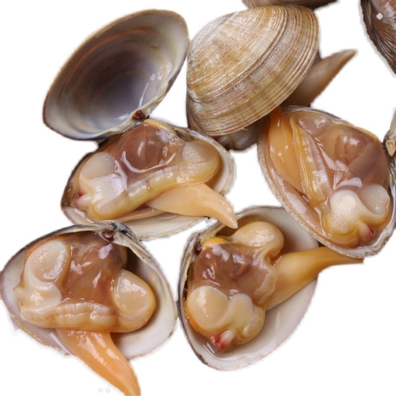 黄蚬丹东海鲜特产鲜活水产贝类文贝无沙3斤送扇贝