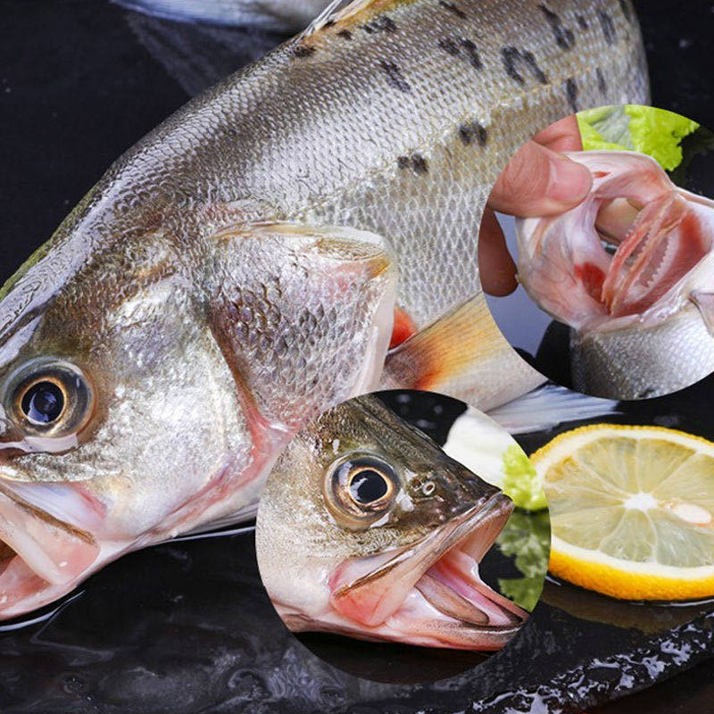 鲈鱼2条1500克鲜活海鱼新鲜水产海鲜深海七星其它