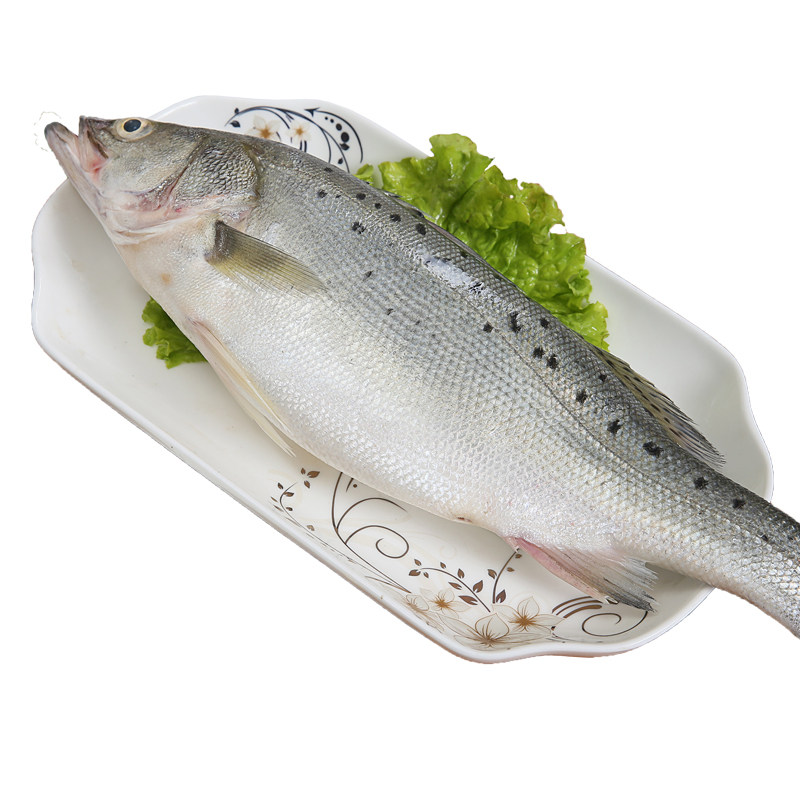 2条/约1500克鲈鱼鲜活海鱼新鲜水产海鲜深海七星花海鲈鱼超大3斤