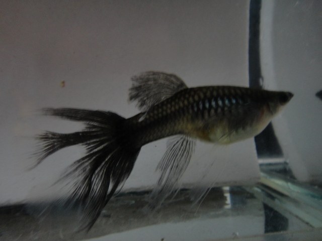 炭黑孔雀鱼墨蓝墨墨兰莫兰活体木炭纯种礼服鱼