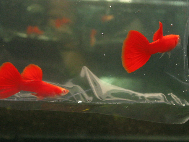 孔雀鱼纯种全红血红美国全红白子活体热带鱼观赏鱼缎带大c种鱼