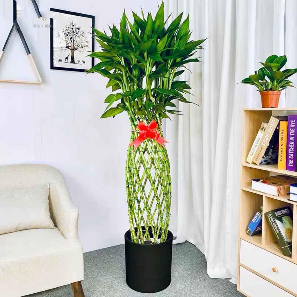 珠海猪笼植物富贵竹竹笼室内花卉绿植盆栽空气净化大型绿植