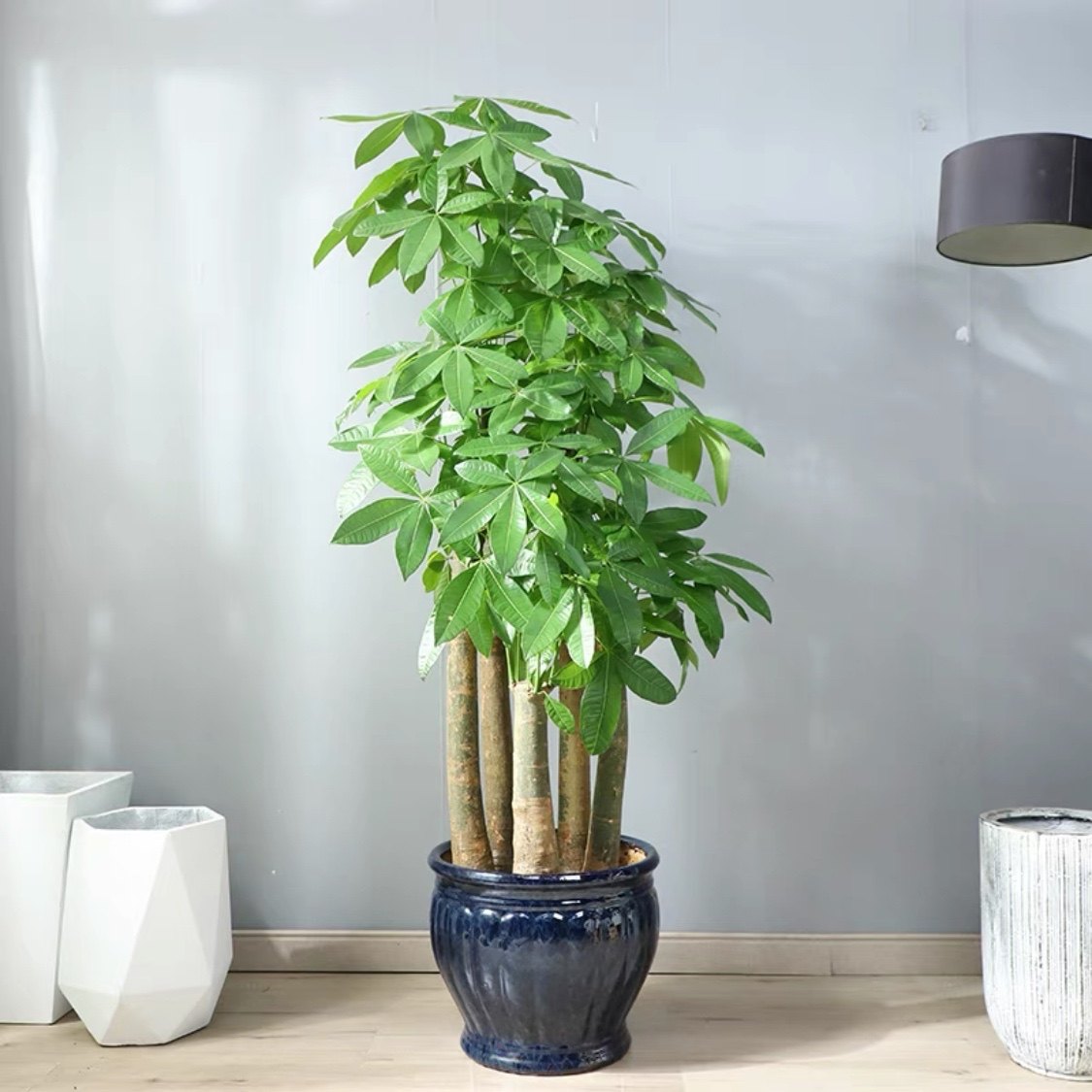 珠海五杆步步高发财树盆栽大颗型树桩植物绿植办公室大型绿植