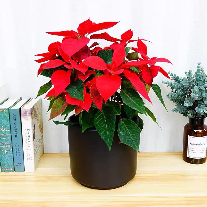 圣诞绿植盆栽一品红红绿室内年宵花卉送礼佳品大型绿植