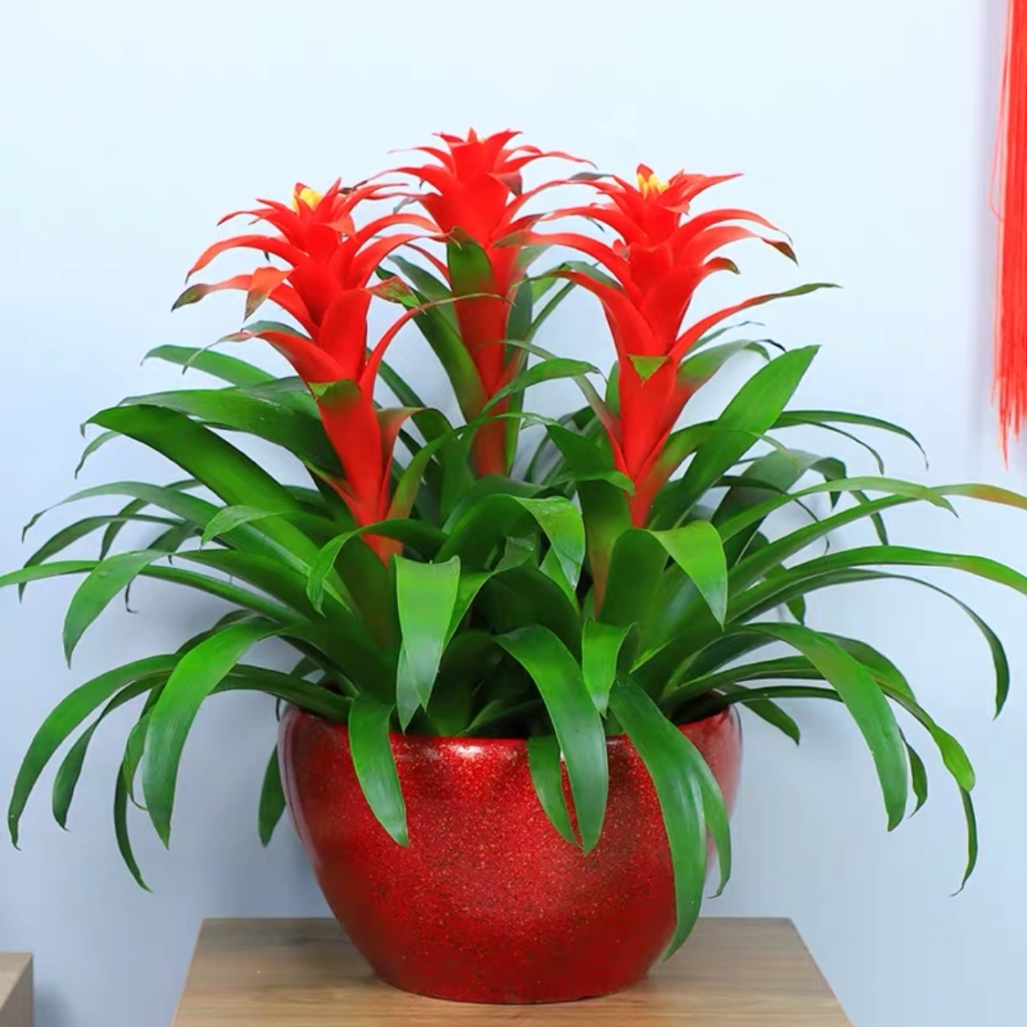 鸿运当头盆栽大型植物室内绿植招财凤梨花卉小红大型绿植