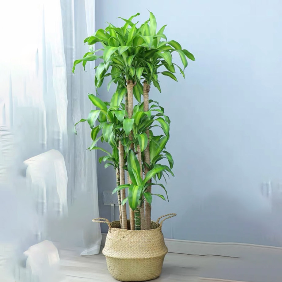 多杆金心巴西西铁盆栽室内客厅卧室大型植物大型绿植