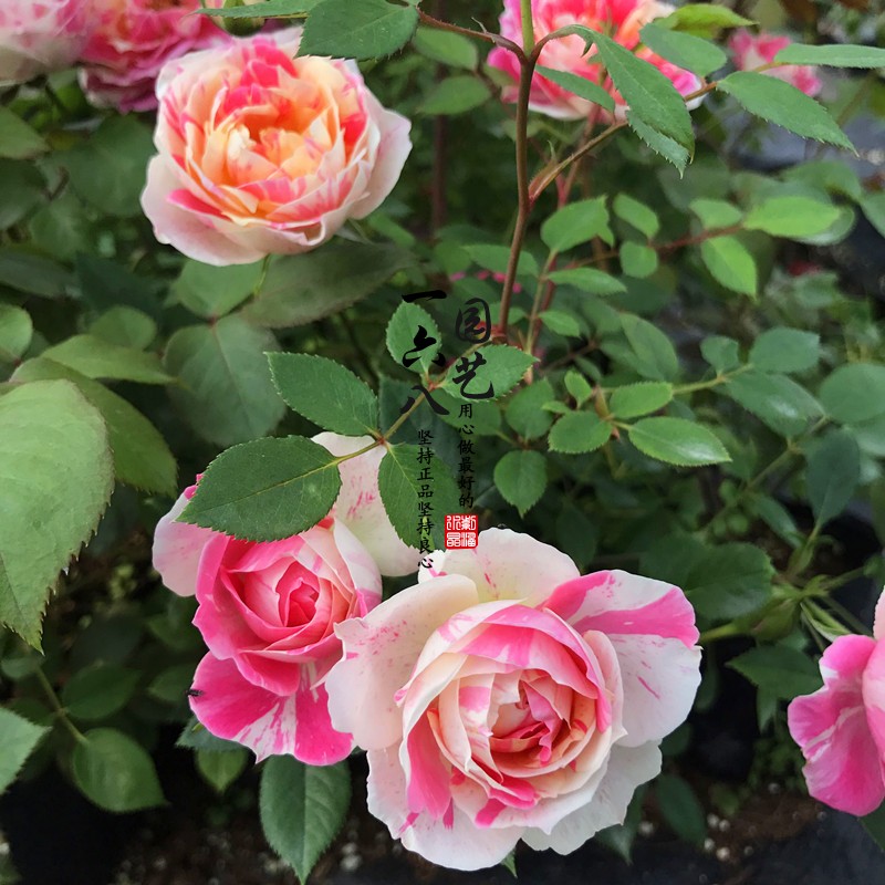 欧月薄荷冻糕条纹微型大花月季勤花易养阳台时令草本花卉