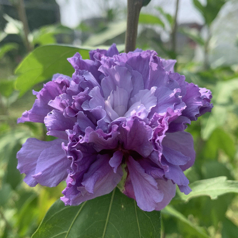 大花重瓣木紫玉木槿花苗阳台盆栽庭院绿植花卉观叶