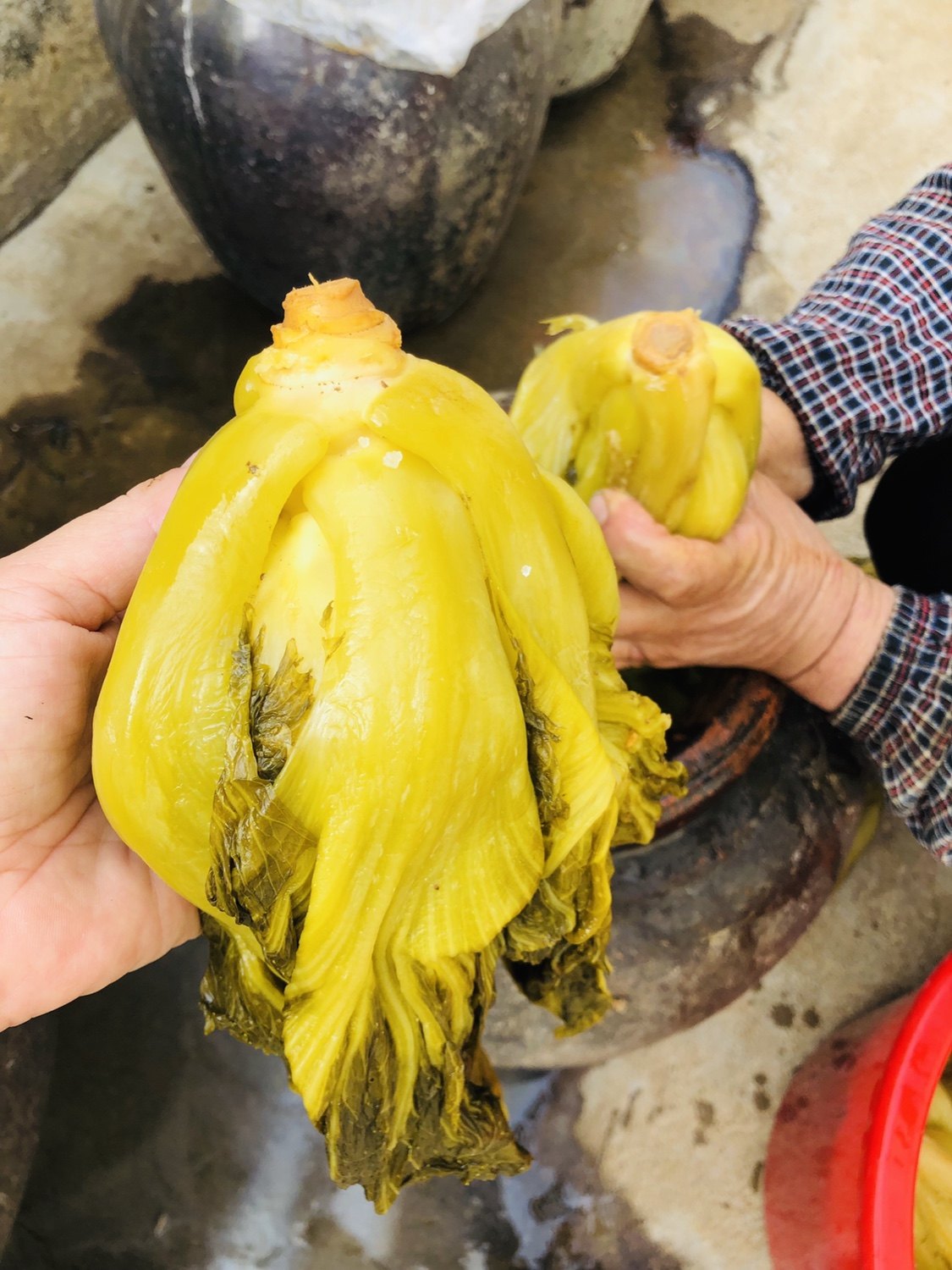 梅州特产客家酸菜水浸咸菜添加自晒开胃菜芥菜其它